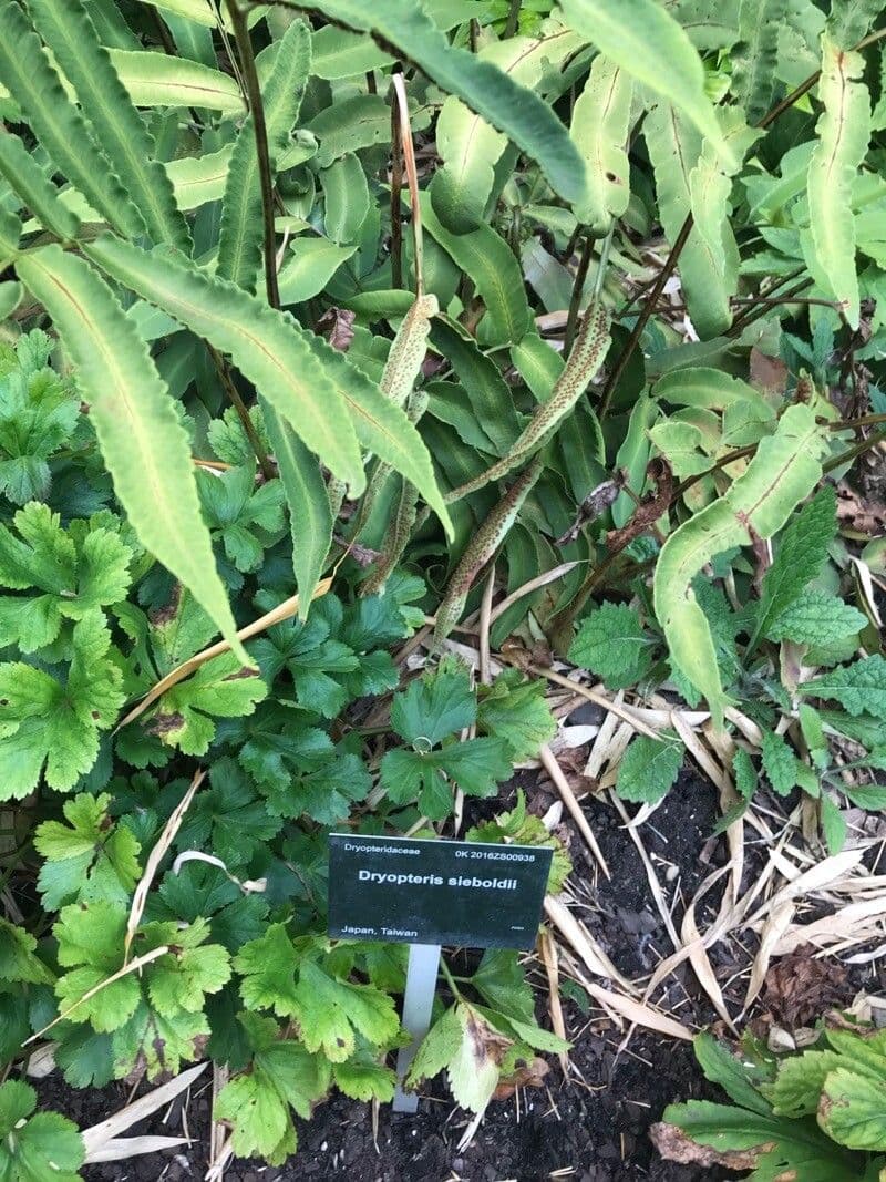 Dryopteris sieboldii