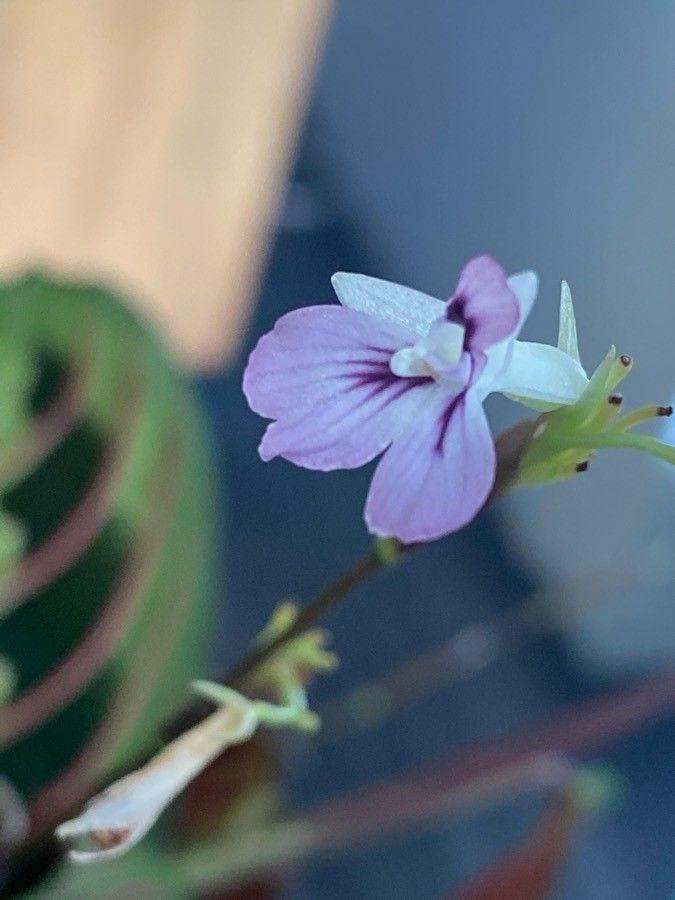 Maranta leuconeura