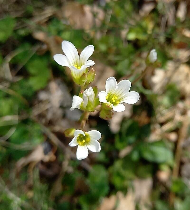 Saxifraga granulata