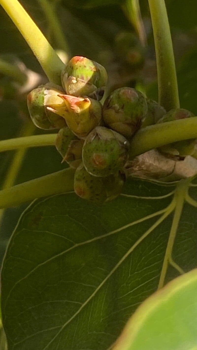 Ficus religiosa