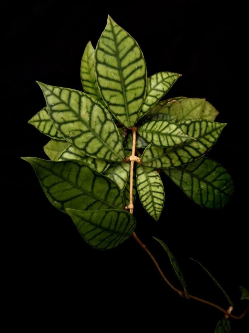 Hoya callistophylla