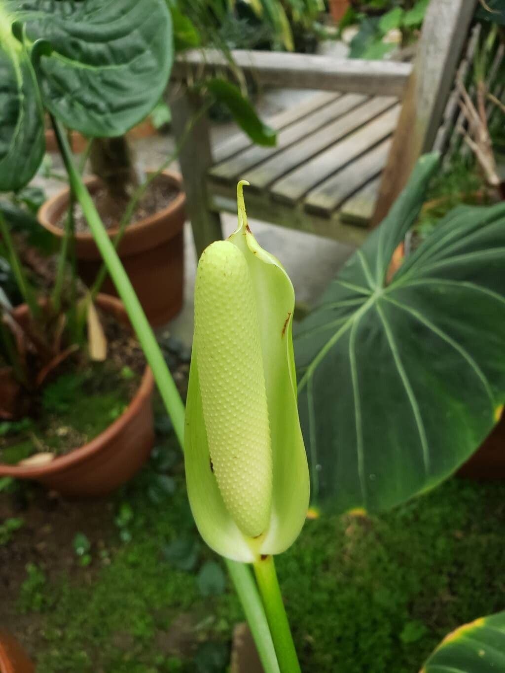 Anthurium veitchii