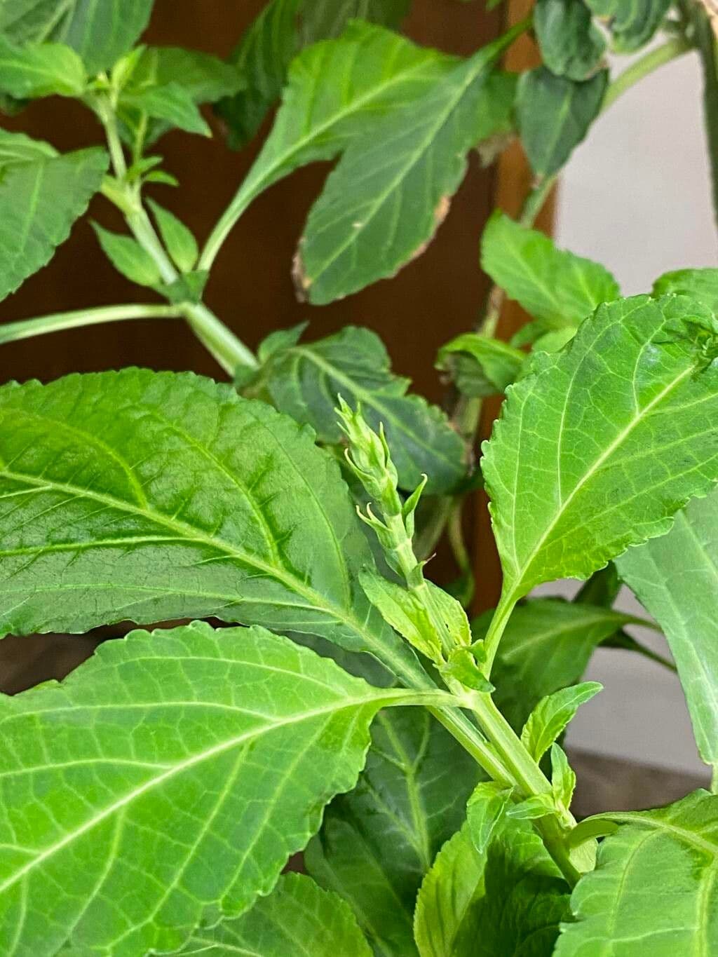 Salvia divinorum