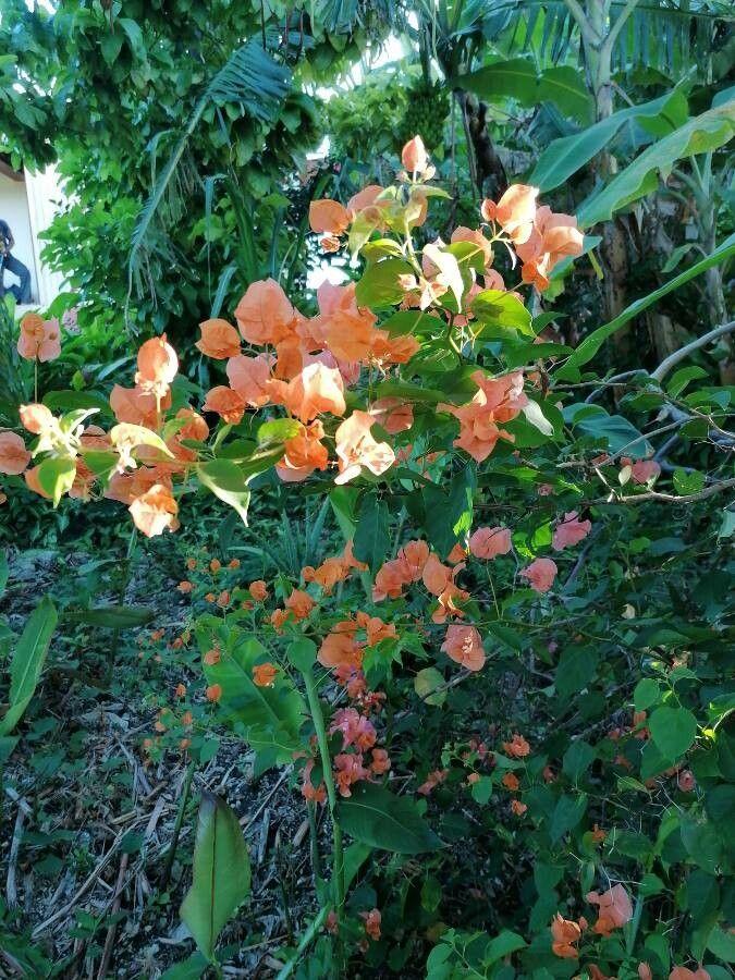 Bougainvillea spectabilis