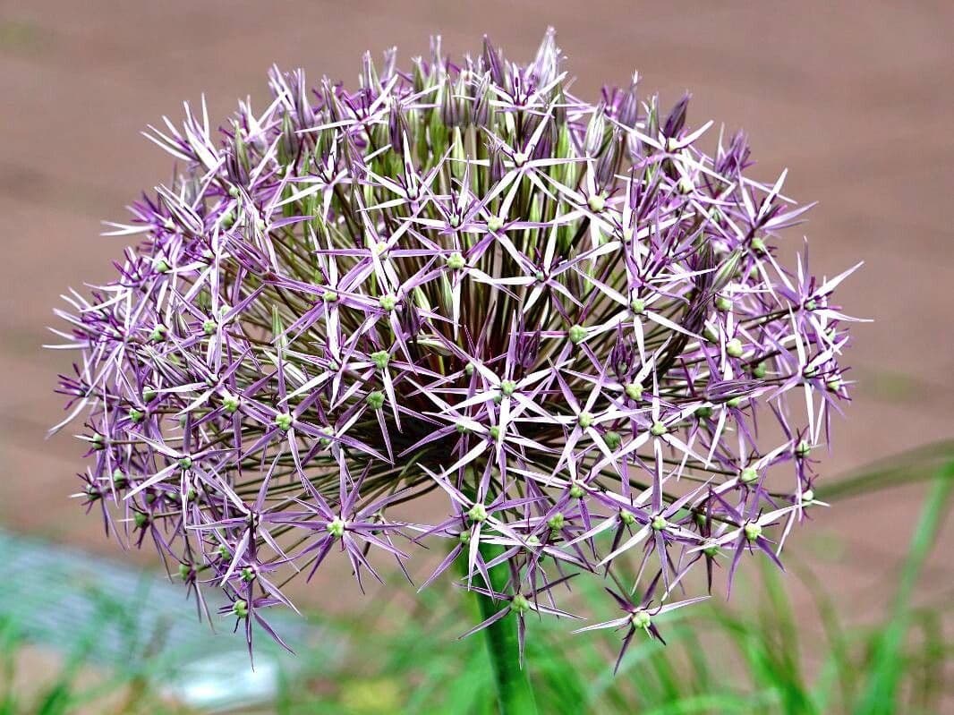 Allium nigrum