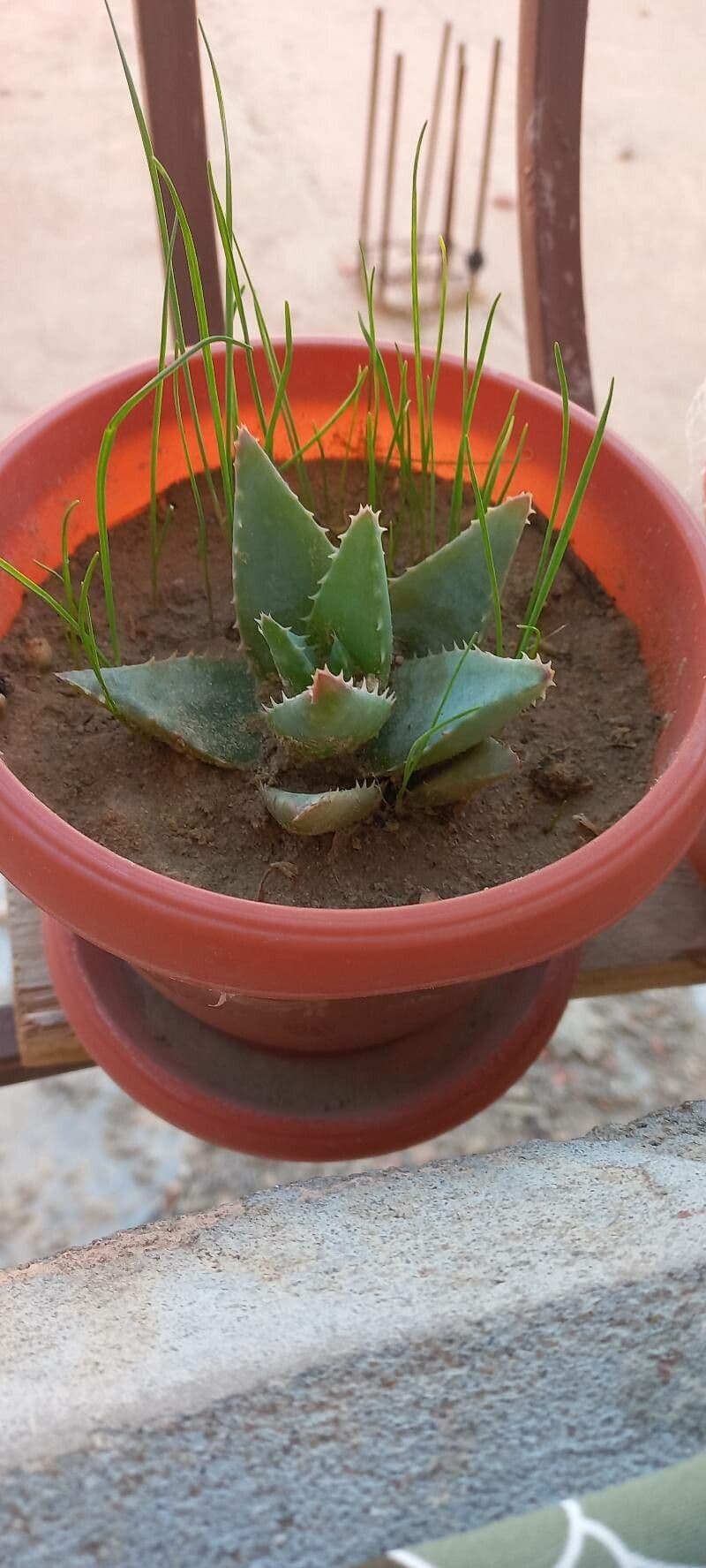 Aloe perfoliata