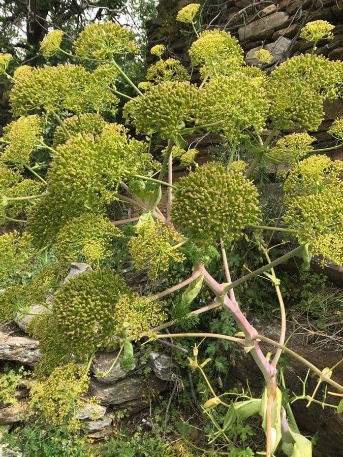 Ferula glauca