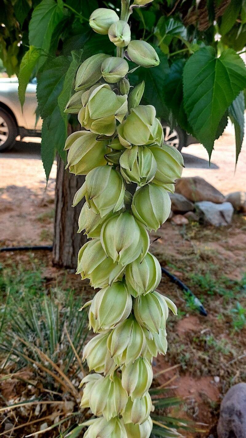 Yucca glauca