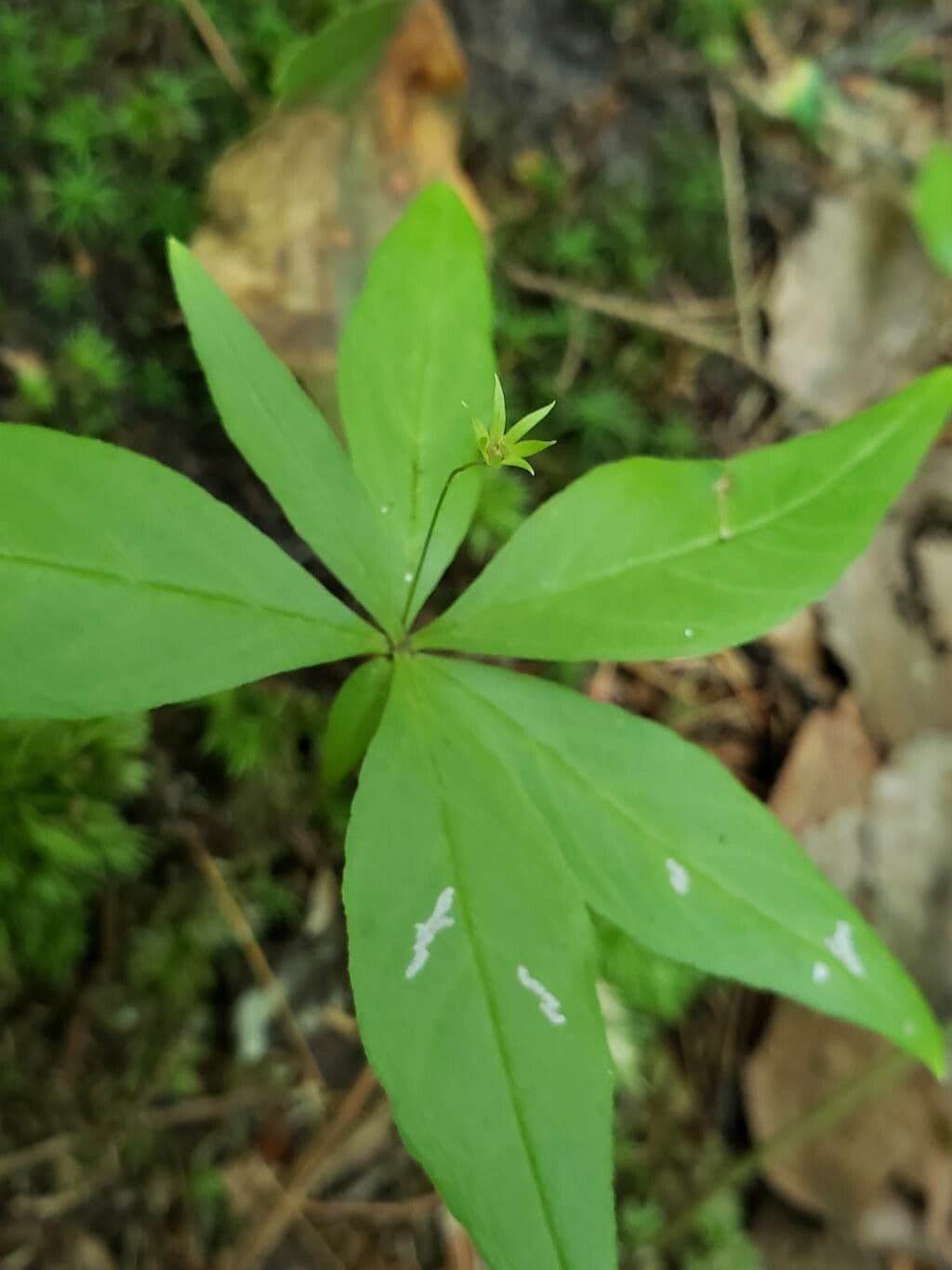 Lysimachia borealis
