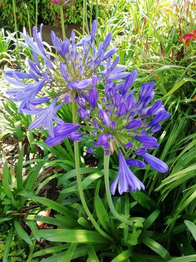 Agapanthus campanulatus