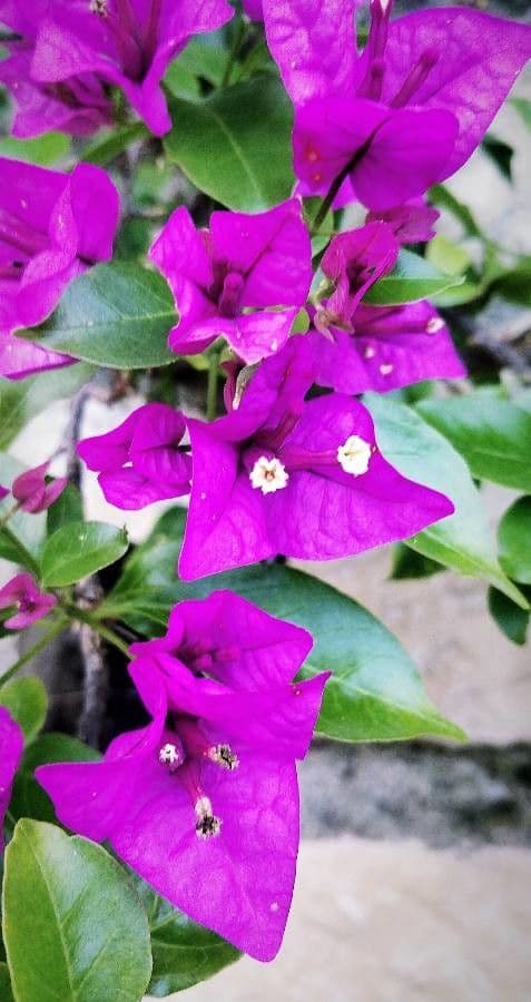 Bougainvillea spectabilis