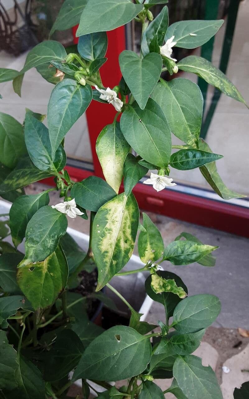 Capsicum baccatum