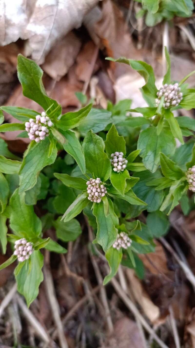 Valeriana tripteris