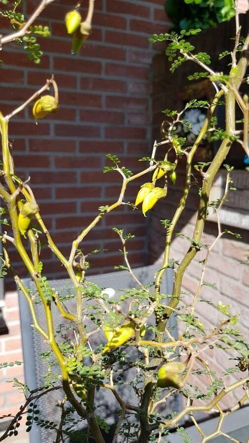 Sophora prostrata