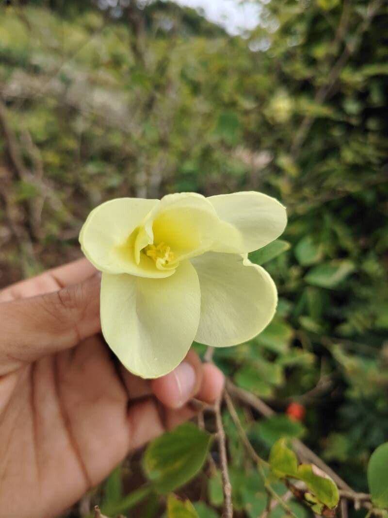 Bauhinia tomentosa
