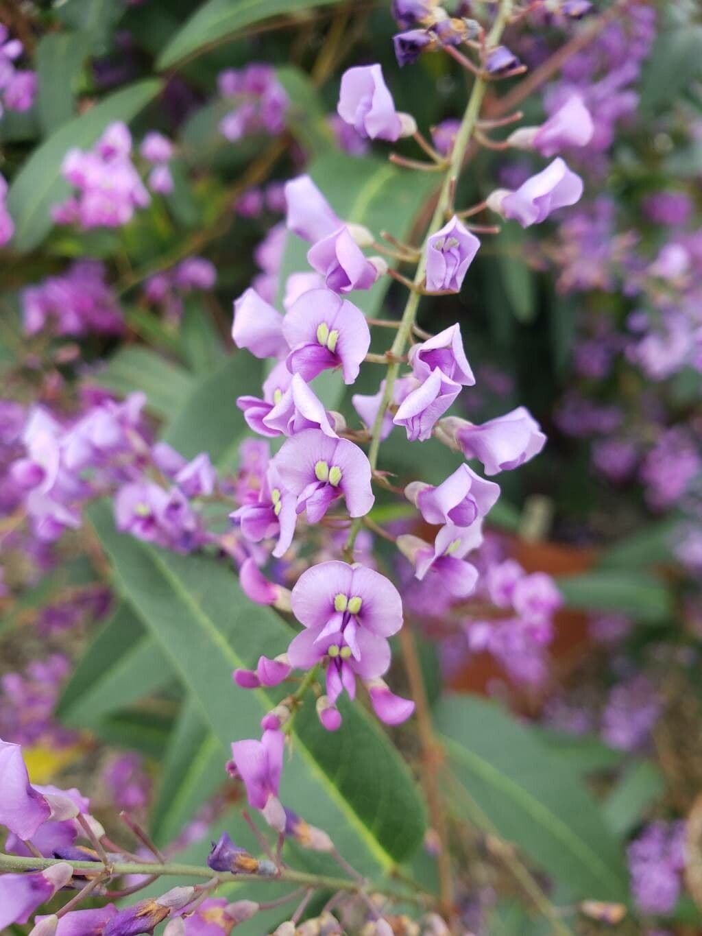 Hardenbergia violacea