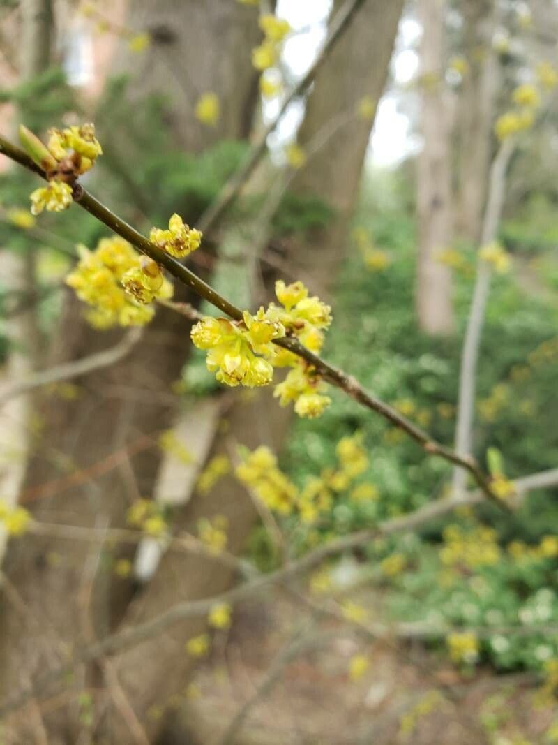 Lindera benzoin