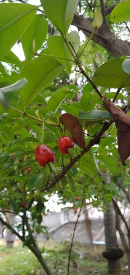 Eugenia involucrata