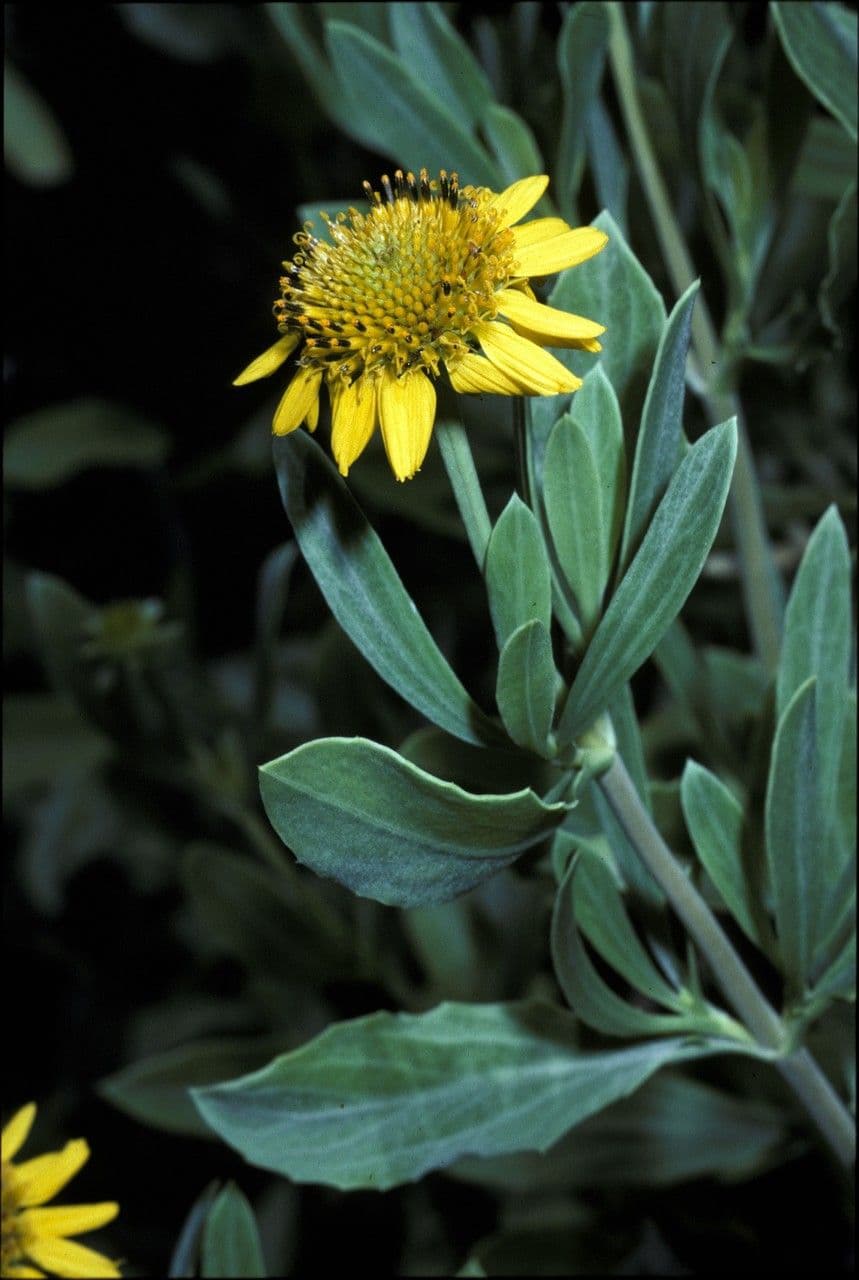 Borrichia frutescens