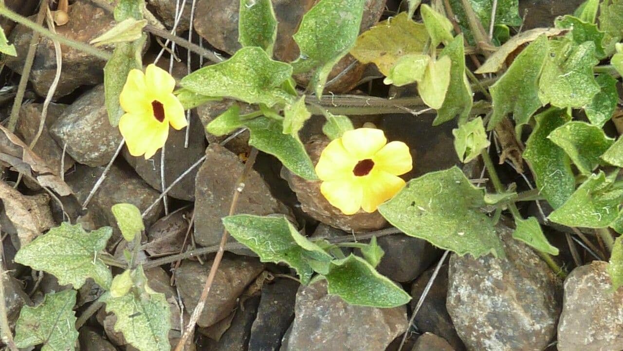 Uncarina grandidieri