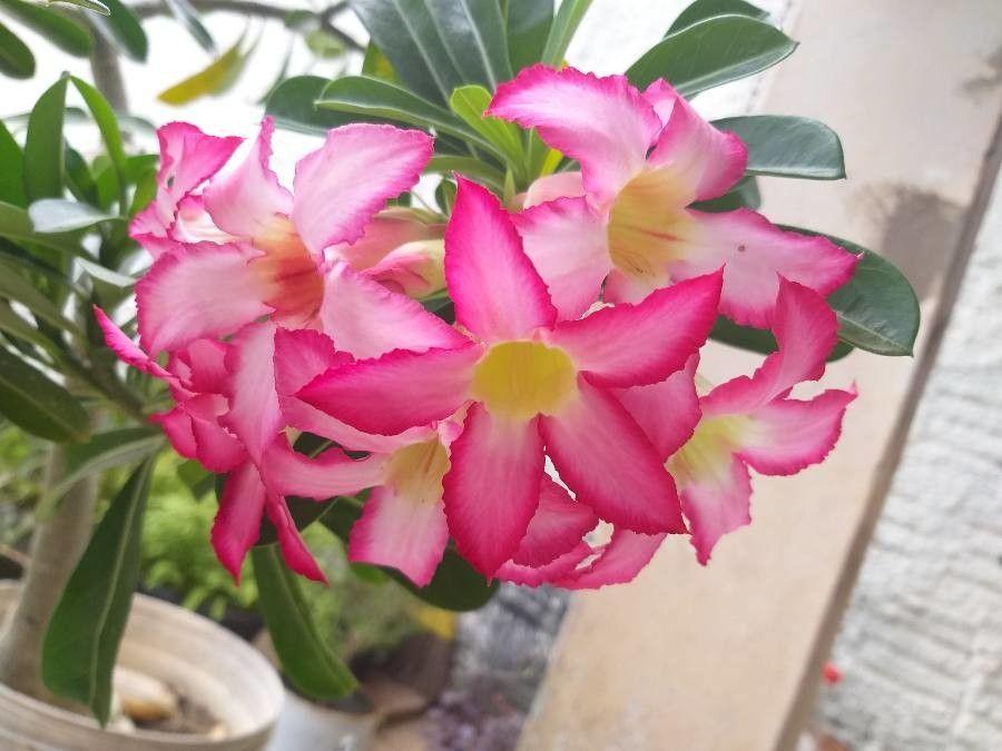 Adenium obesum