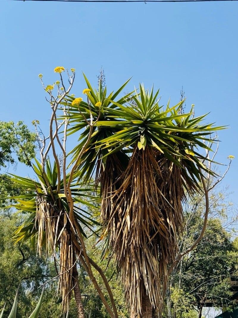 Yucca gigantea