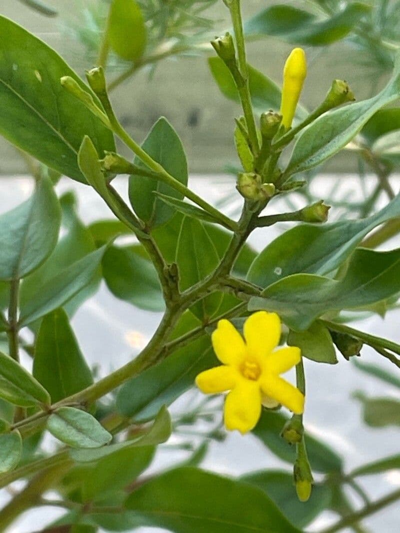 Chrysojasminum odoratissimum