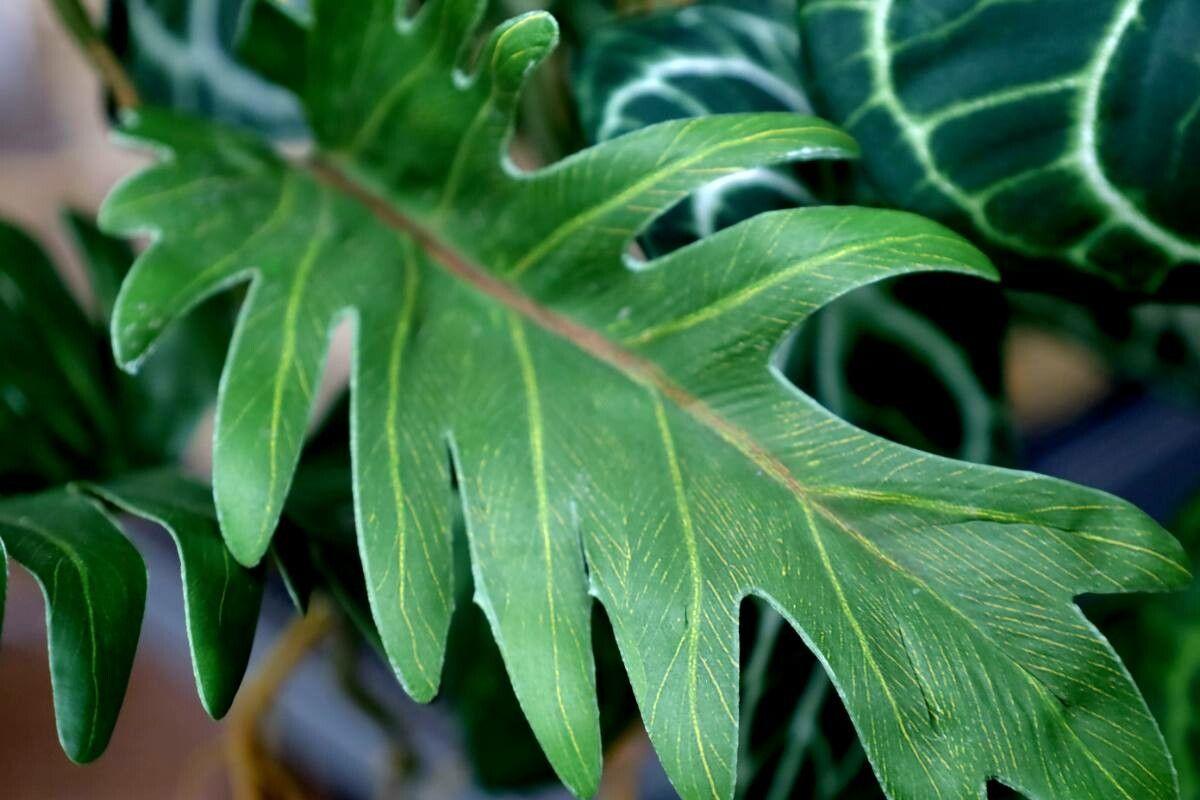 Philodendron xanadu