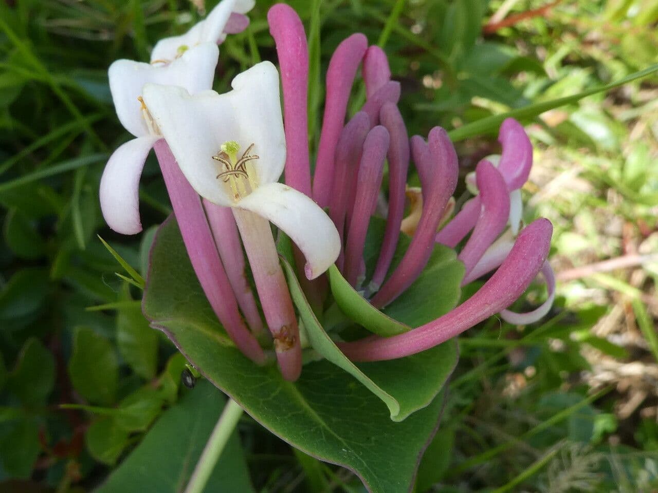 Lonicera implexa