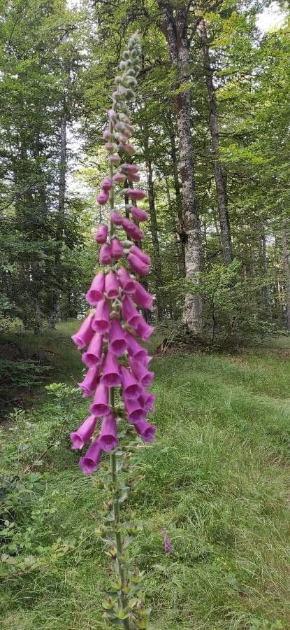 Digitalis purpurea