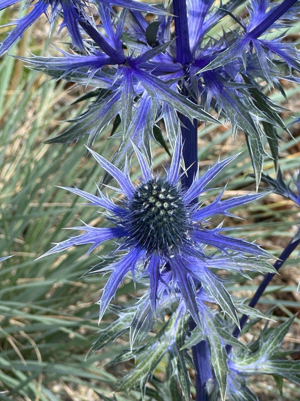 Eryngium alpinum