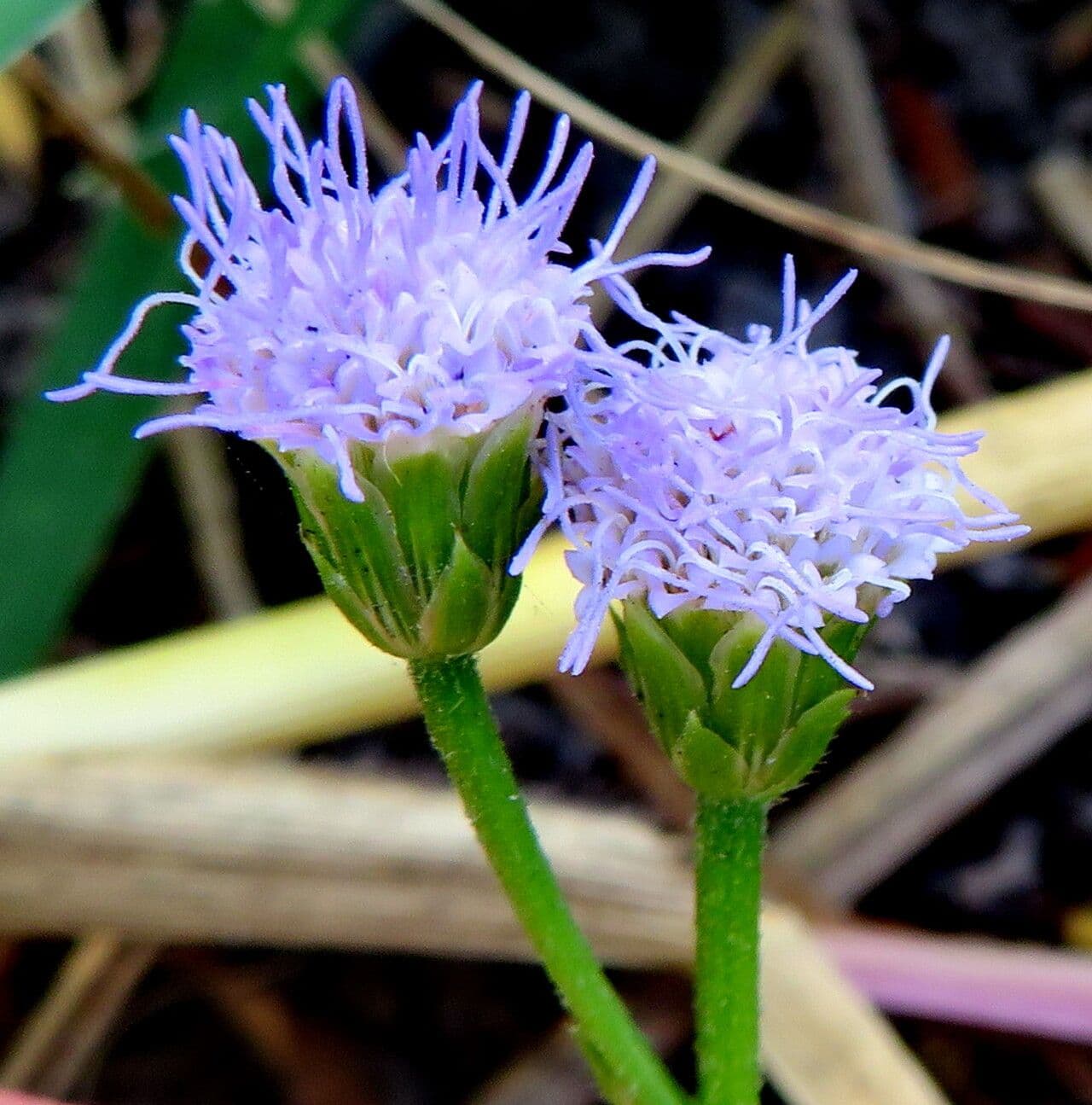 Cyanthillium cinereum