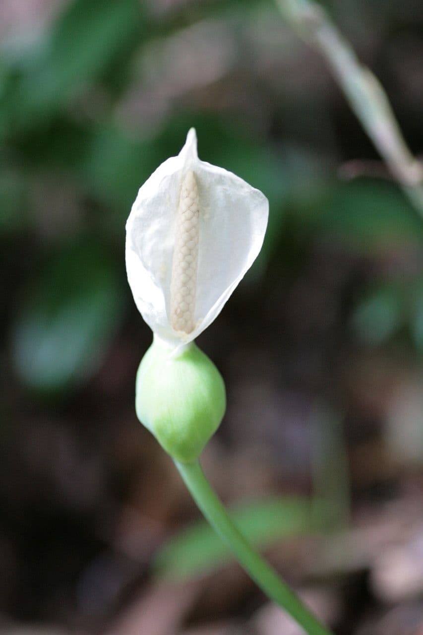 Philodendron squamiferum