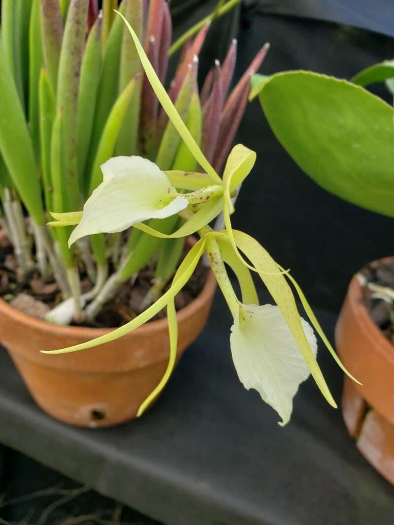 Brassavola nodosa