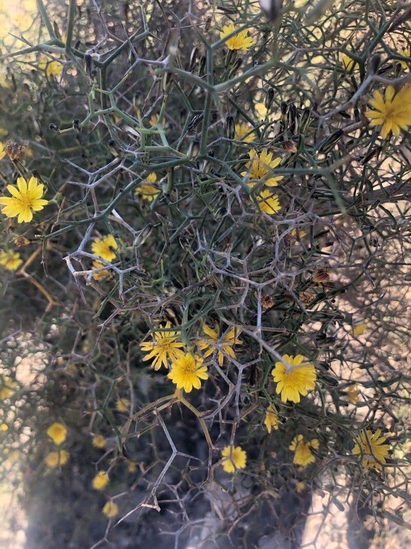 Launaea arborescens