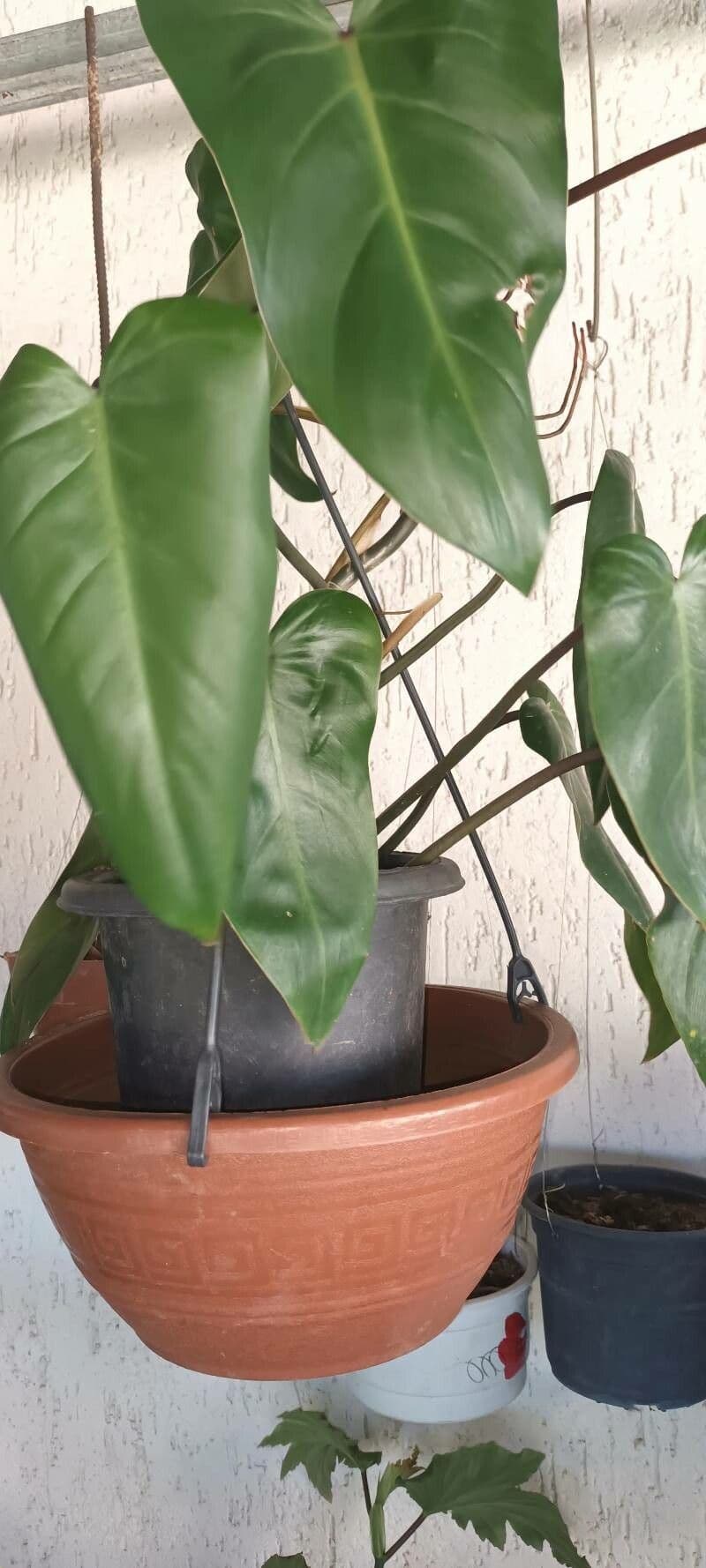 Philodendron bipennifolium