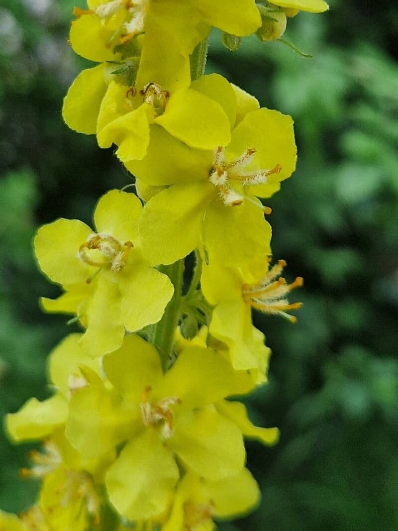 Verbascum speciosum