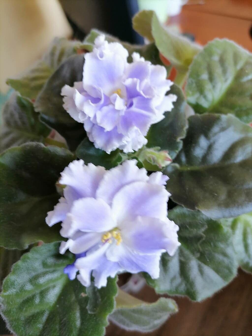 Streptocarpus ionanthus