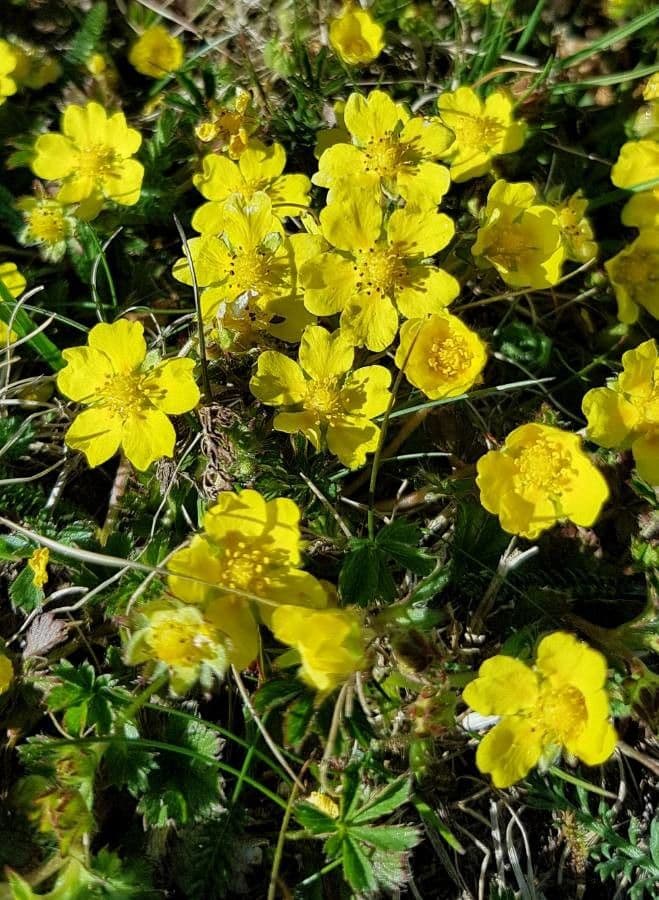 Potentilla pedata