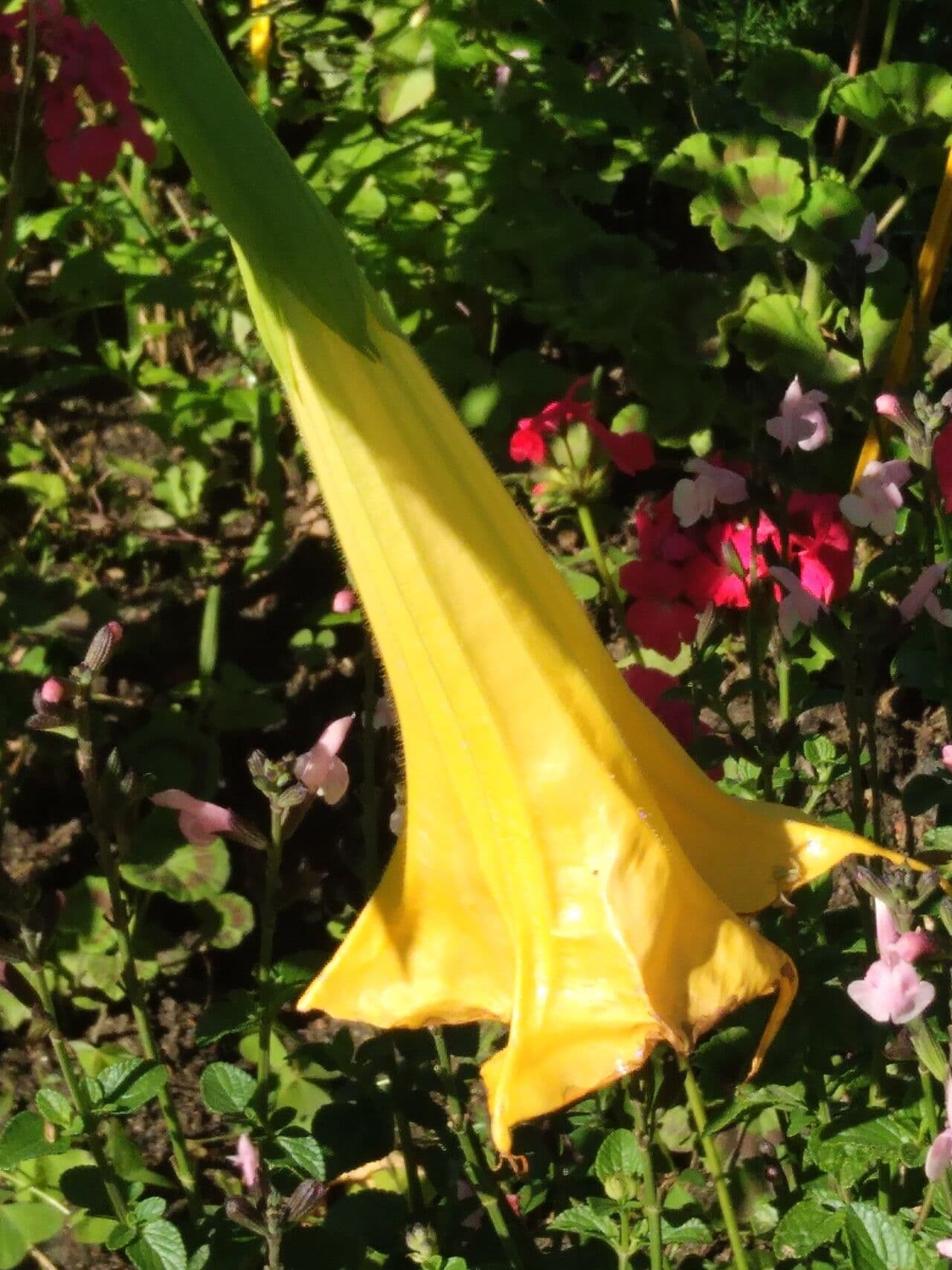 Brugmansia arborea