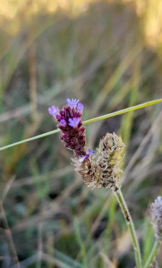 Verbena litoralis