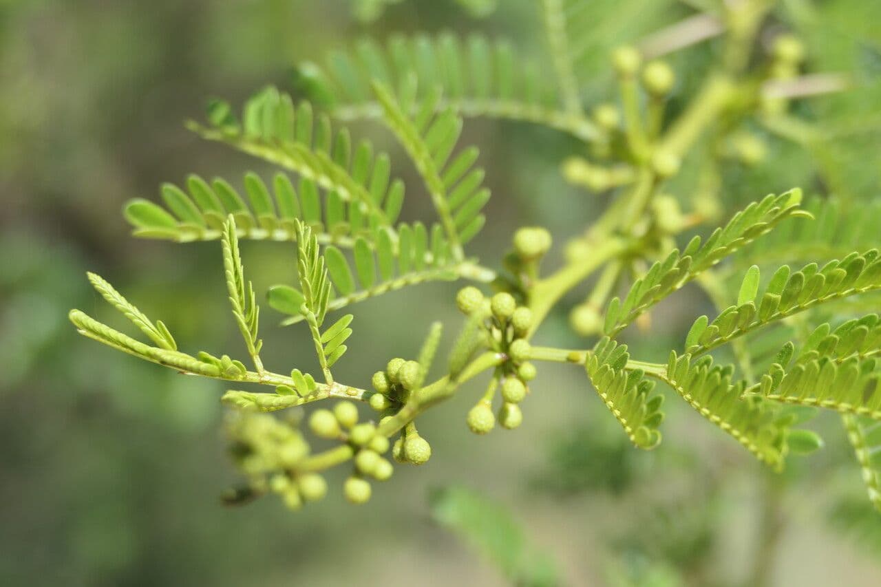 Vachellia karroo