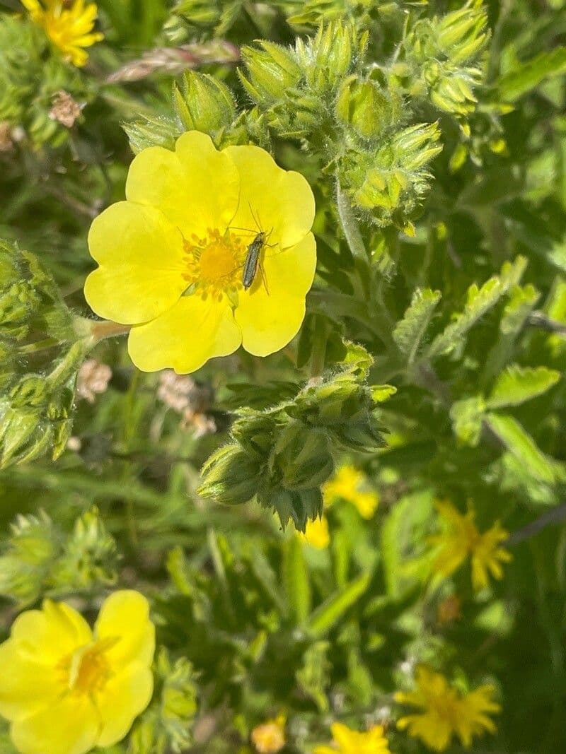 Potentilla recta