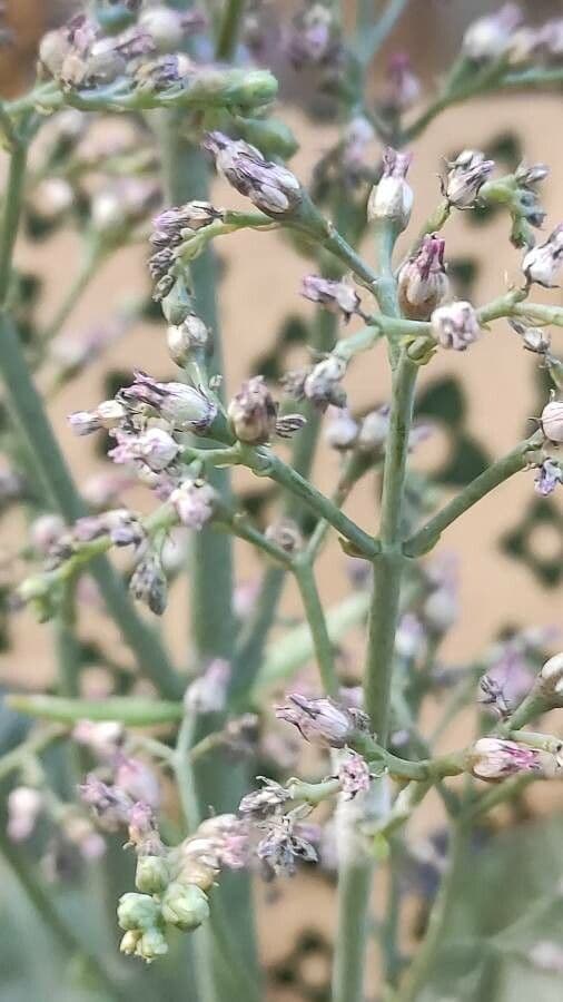 Kalanchoe marmorata