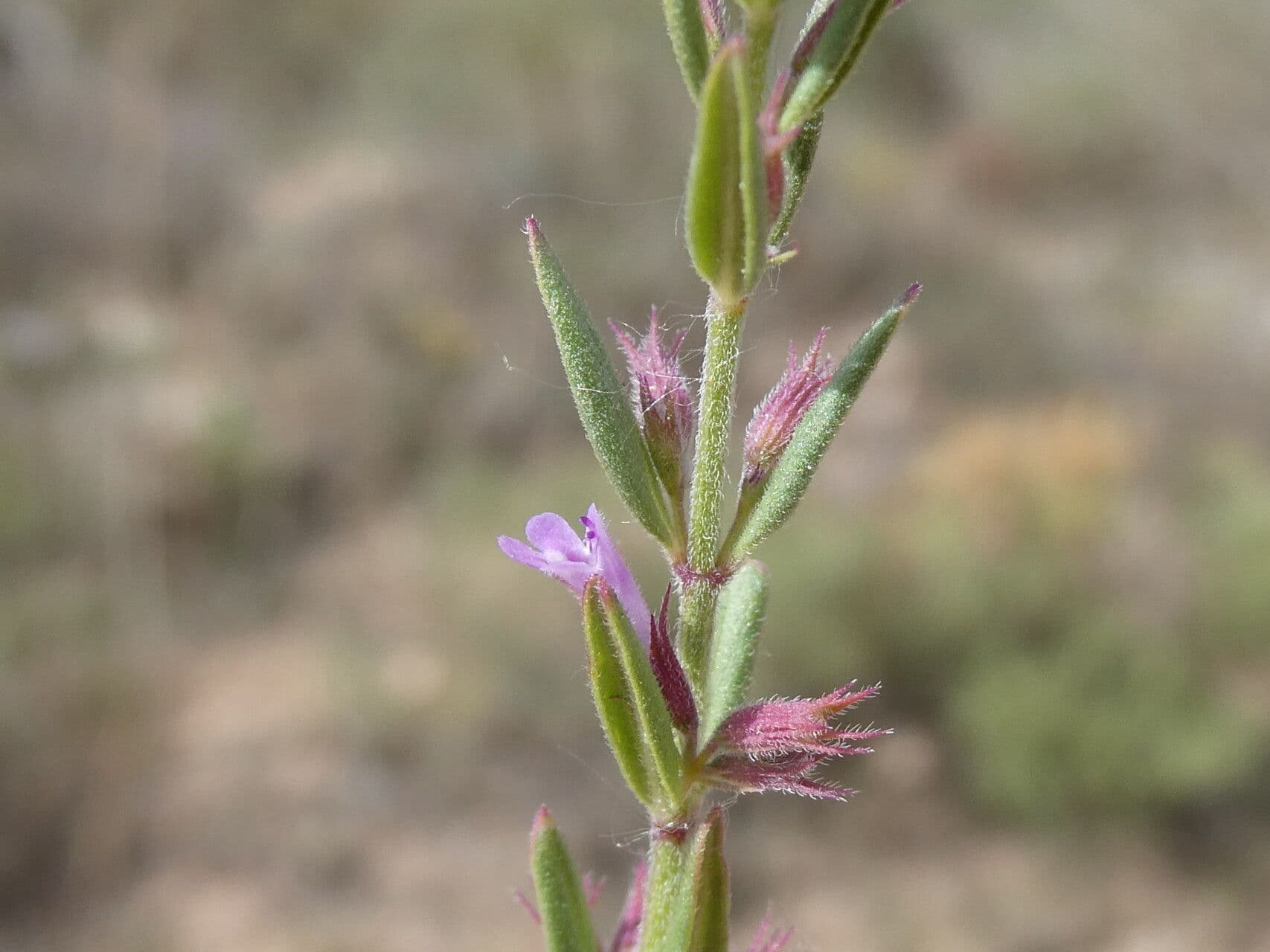 Micromeria graeca