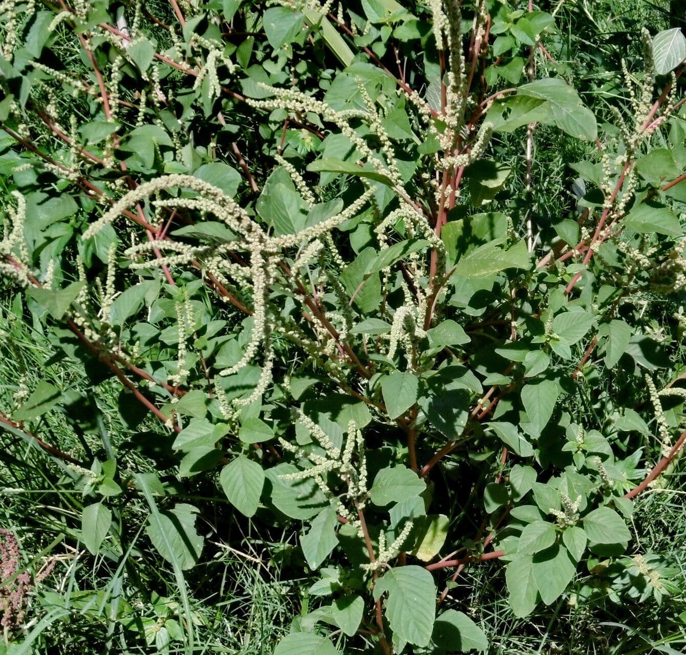 Amaranthus viridis