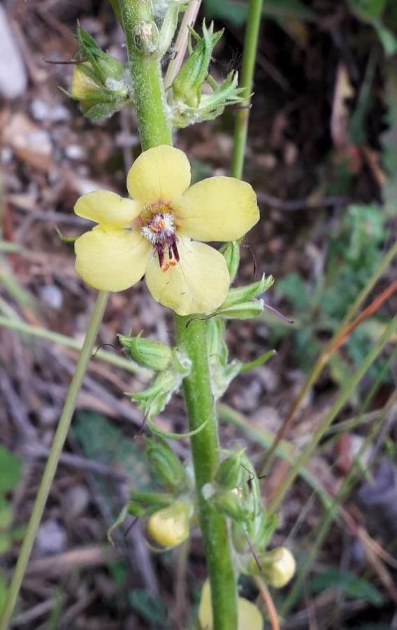 Verbascum blattaria