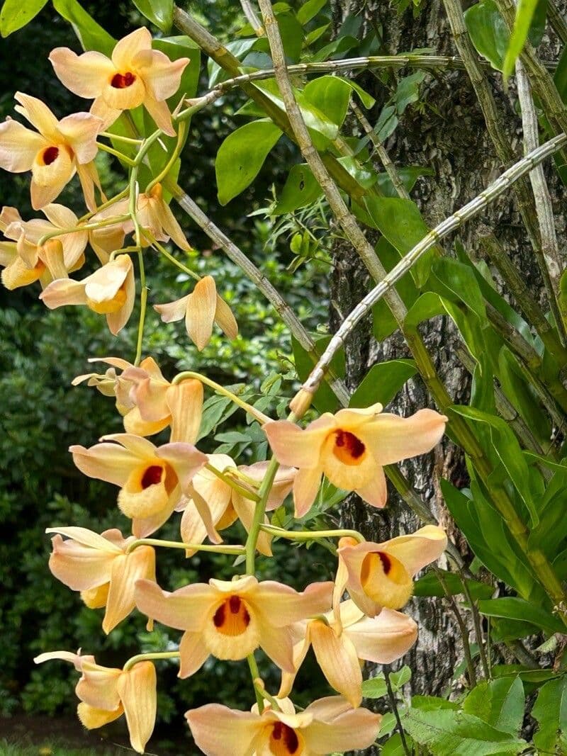 Dendrobium moschatum