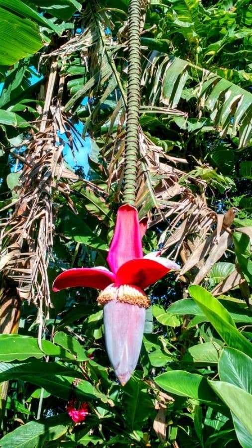 Musa paradisiaca