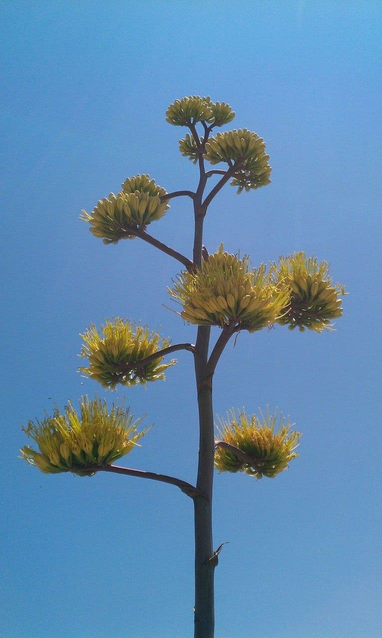 Agave asperrima